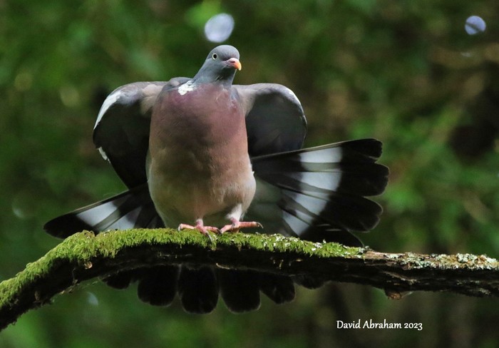Woodpigeon