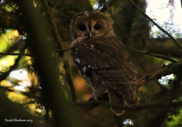 Tawny Owl 
