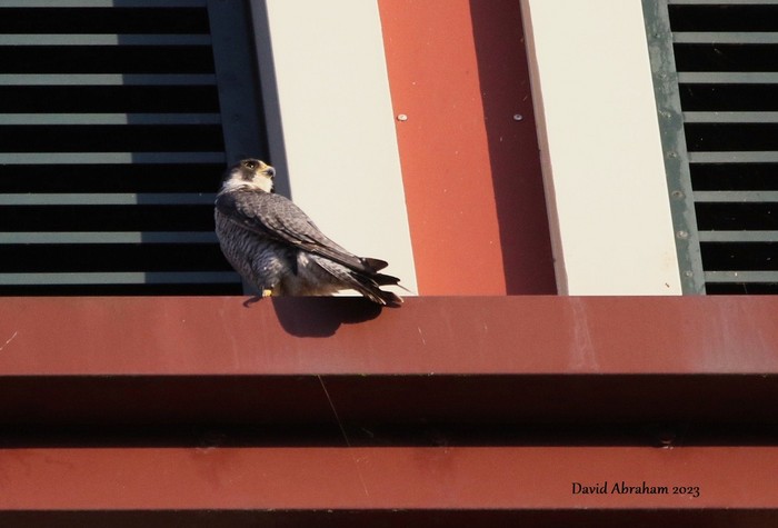 Peregrine 