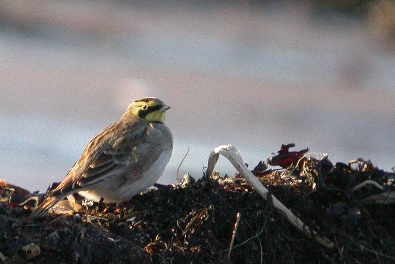 Shorelark
