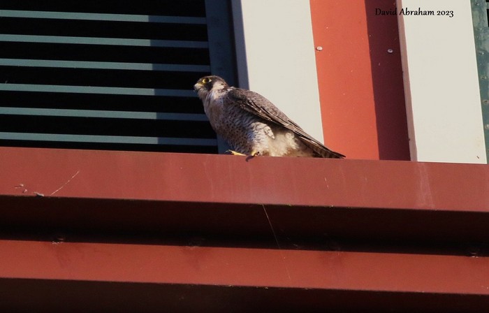 Peregrine