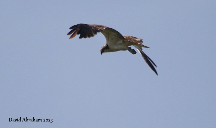 Osprey 
