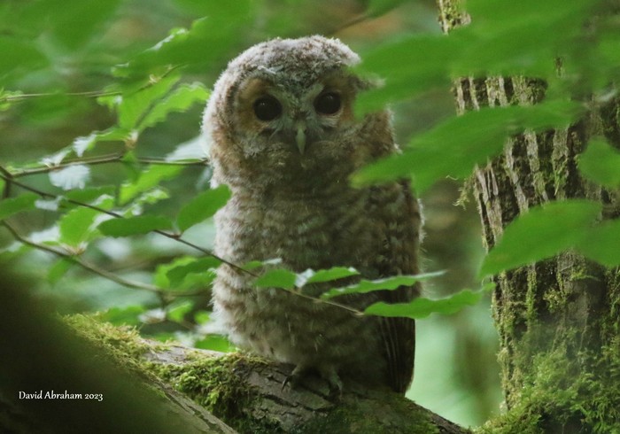 Tawny Owl 