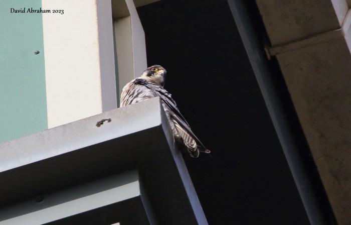 Peregrine 