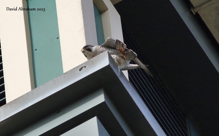 Peregrine 