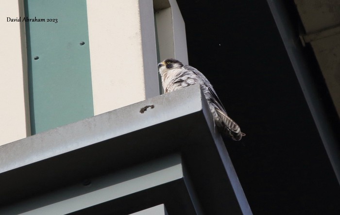 Peregrine 