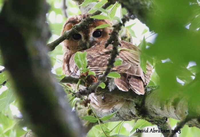 Tawny Owl 