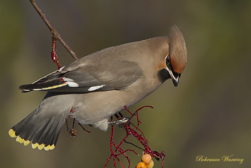 Waxwing