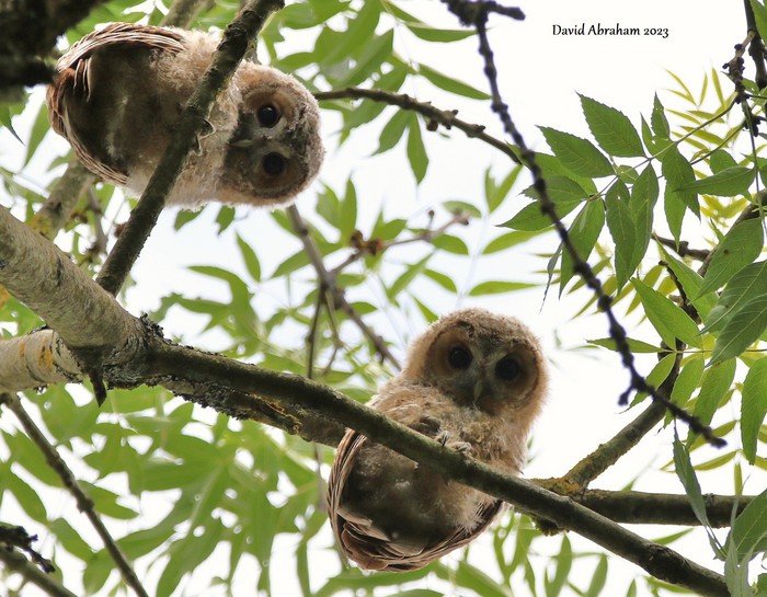 Tawny Owl 