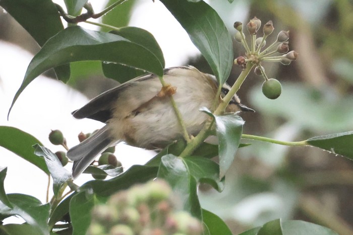 Firecrest