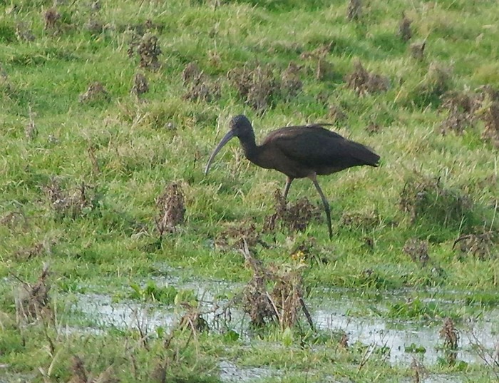 Glossy Ibis