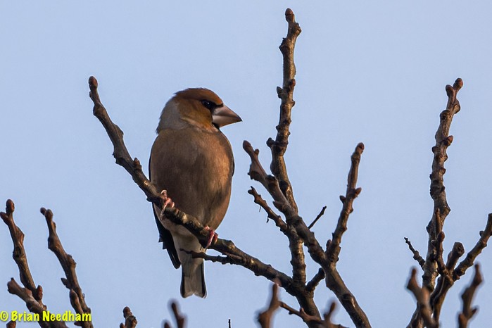 Hawfinch