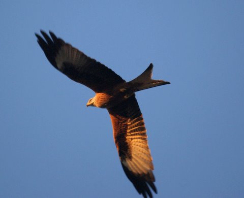 Red Kite
