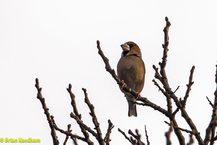 Hawfinch