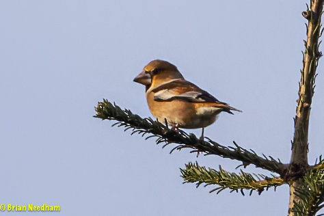 Hawfinch
