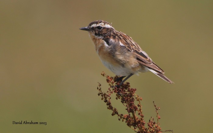Whinchat 
