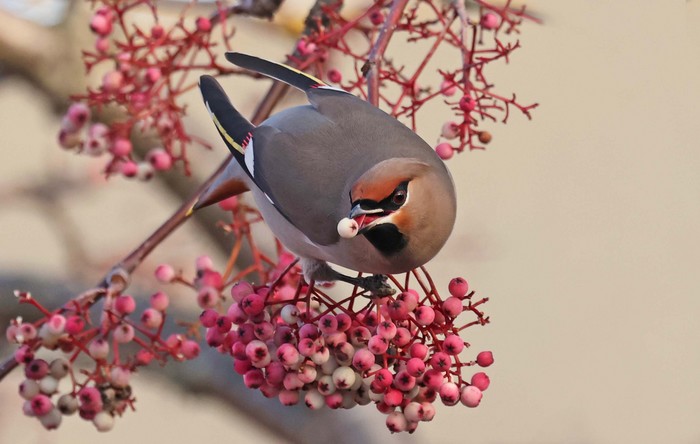 Waxwing