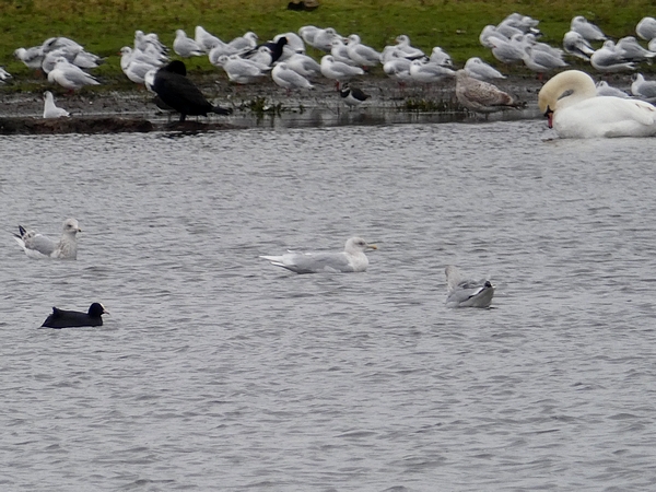 Iceland Gull