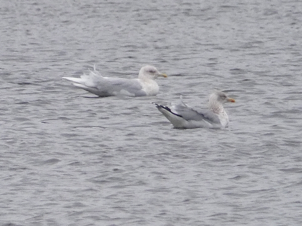 Iceland Gull