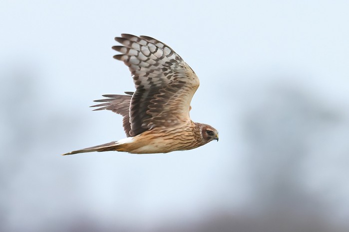 Hen Harrier