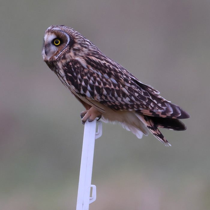Short-eared Owl