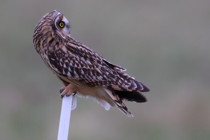 Short-eared Owl