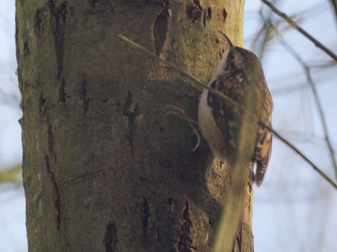 Treecreeper