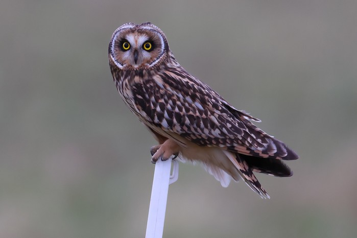 Short-eared Owl