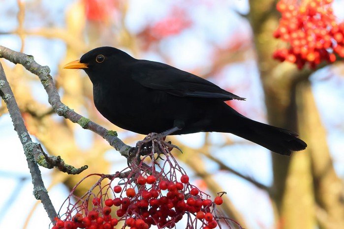 Blackbird