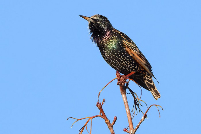 Starling