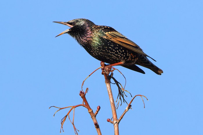 Starling