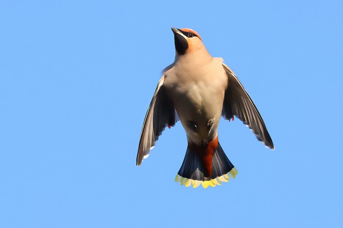 Waxwing