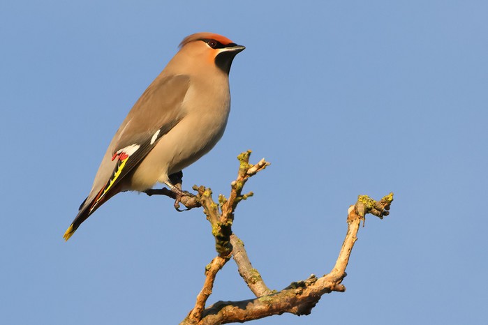 Waxwing