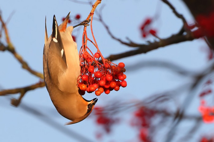 Waxwing
