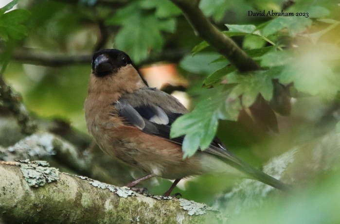 Bullfinch 