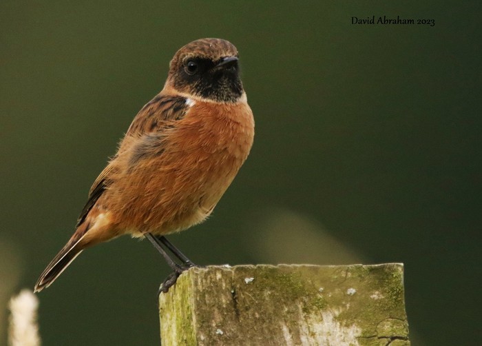 Stonechat 