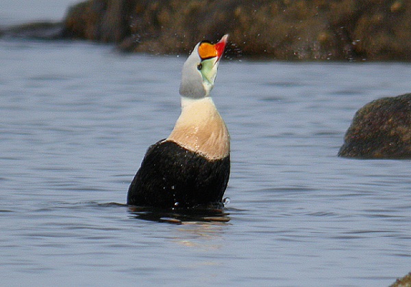 King Eider