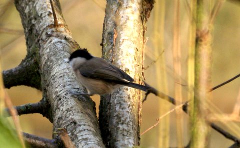 Marsh Tit