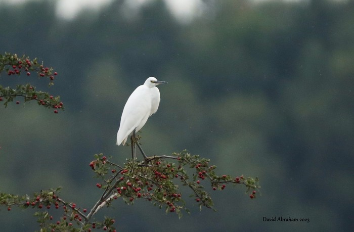 Little Egret 