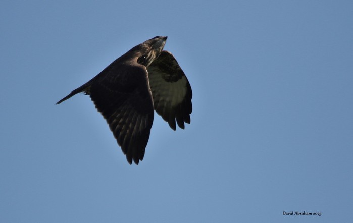 Buzzard 