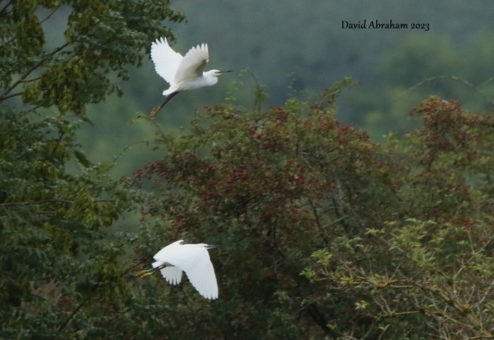 Little Egret 