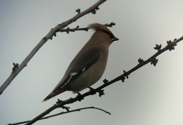 Waxwing
