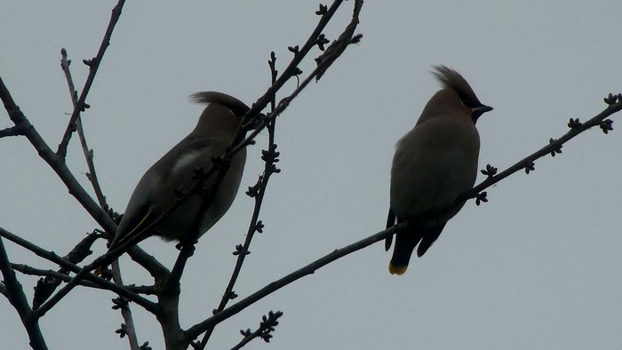 Waxwing
