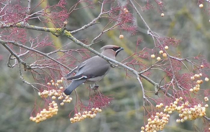 Waxwing