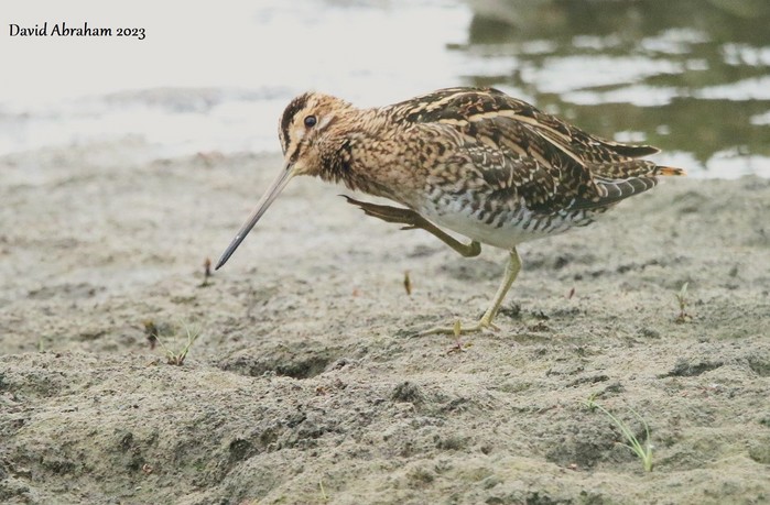 Snipe