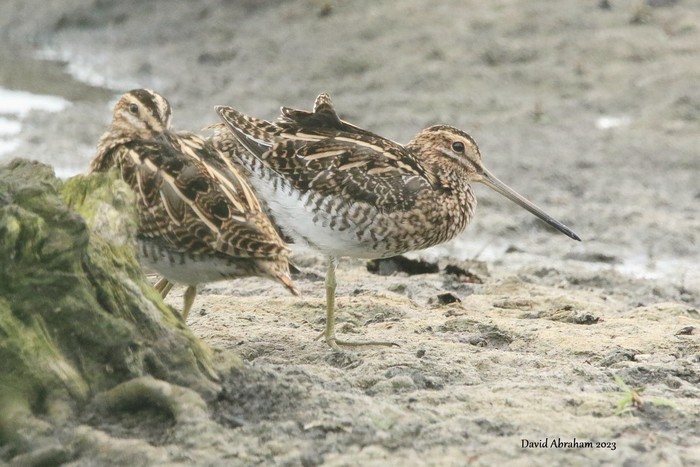 Snipe 