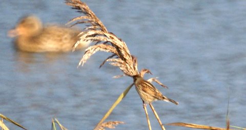 Reed Bunting