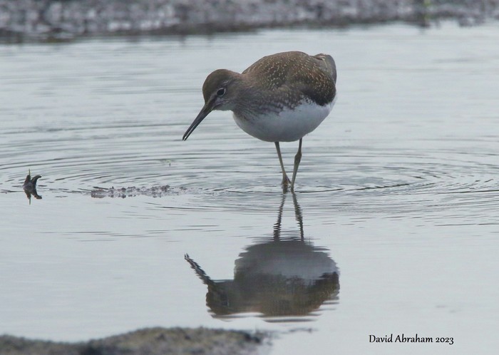 Green Sandpiper