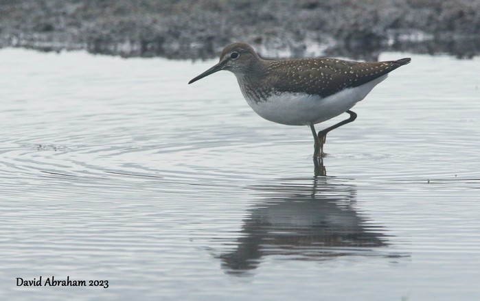Green Sandpiper 