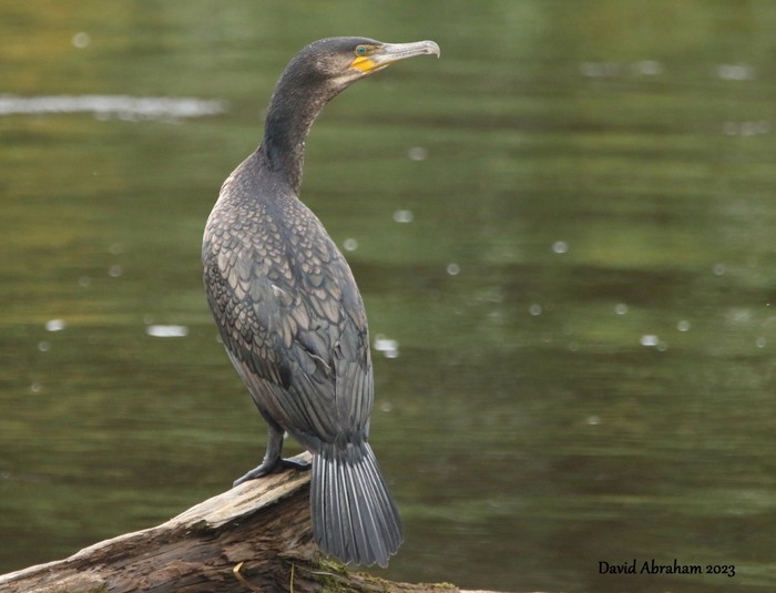 Cormorant 